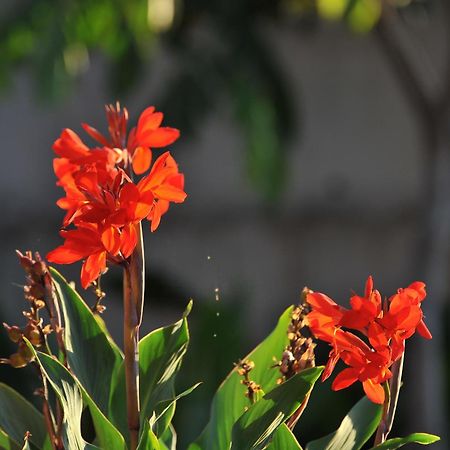 Adosado La Tabaiba Villa San Miguel de Abona Bagian luar foto